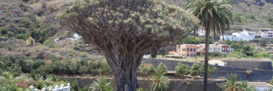 Stunning Views At Tenerife Tacoronte Εξωτερικό φωτογραφία